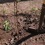 outdoor cannabis seedlings